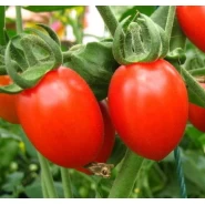 Domates Tohumu Salçalık - 25 Adet