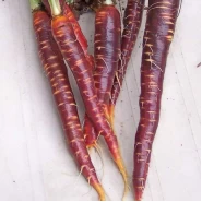 Şalgamlık Havuç Tohumu - 25 Adet