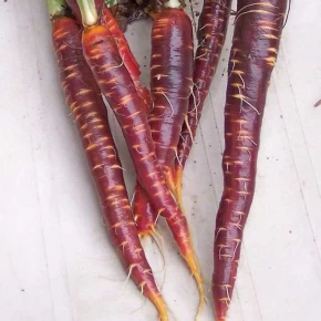 Şalgamlık Havuç Tohumu - 25 Adet