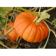 Turuncu Balkabağı Tohumu - 25 Adet