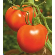 Domates Tohumu SC-2121 - 100 Adet