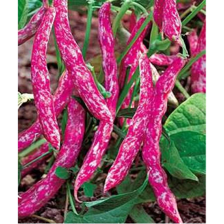 Barbunya Tohumu (Sırık)  - 50 Adet