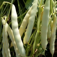 Beyaz Barbunya Tohumu ( Sırık ) - 50 Adet