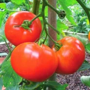 Sırık Domates Tohumu - 250 Adet
