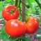 Sırık Domates Tohumu V1 - 50 Adet