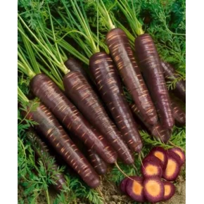 Siyah Havuç Tohumu - 25 Adet