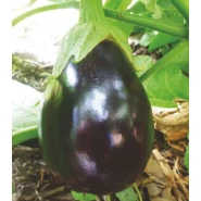 Patlıcan Tohumu Topan - 50 Adet