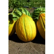 Uzun Dilimli Kavun Tohumu - 100 Adet