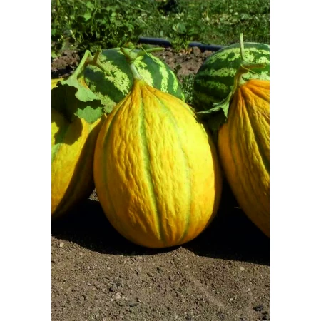 Uzun Dilimli Kavun Tohumu - 100 Adet