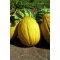 Uzun Dilimli Kavun Tohumu - 25 Adet