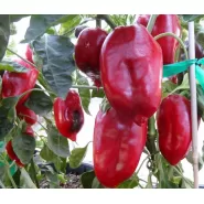 Biber Tohumu Yağlık 28 - 25 Adet