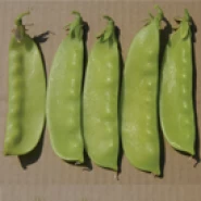 Yaprak Bezelye Tohumu - 100 Adet