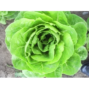 Marul Tohumu Yedikule Kışlık - 25 Adet