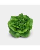 Profesyonel Marul Tohumu