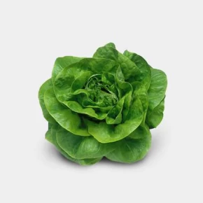 Marul Tohumu Yedikule - 25 Adet