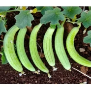 Yerli Acur Tohumu - 50 Adet