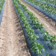 Biber Malç Naylonu 1 Yıllık Garantili - Deliksiz - 1 Kg