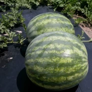 Karpuz Malç Naylonu 1 Yıllık Garantili - Deliksiz - 510 Kg