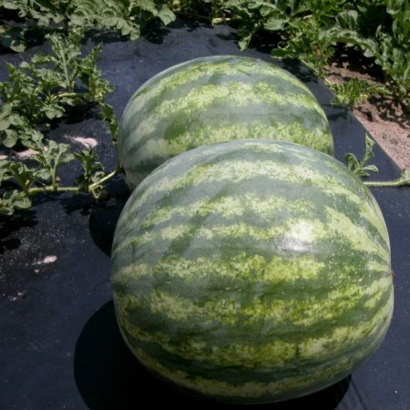 Karpuz Malç Naylonu 1 Yıllık Garantili - Deliksiz - 1020 Kg