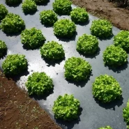 Sebze Malç Naylonu 1 Yıllık Garantili - Deliksiz - 1 Kg