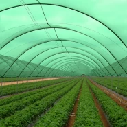 Sera Gölgelik Filesi Yeşil %75 Sıklık - 8 x 20 Metre