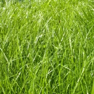 Çayır Salkım Otu Tohumu - 1 Kg