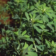 Çemen Tohumu - 50 Kg