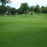 Çim Tohumu Karışımı Soğuk Bölgelere Uygun - 1 kg