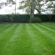 Cold Mix Grass Çim Tohumu - 50 Kg