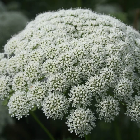 Diş Otu Fidesi - 384 Adet