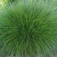 Festuca Rubra Comutata Çim Tohumu - 50 Kg