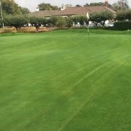 Golf Mix Grass Çim Tohumu - 10 Kg