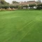 Golf Mix Grass Çim Tohumu - 1 Kg