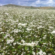 Greçka Buğdayı Tohumu - 25 Kg