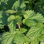 Isırgan Otu Fidesi - 384 Adet