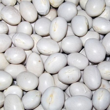 Oturak İspir Şeker Kuru Fasulye Tohumu - 100 Kg