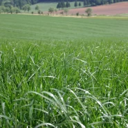 İtalyan Çimi Tohumu - 100 Kg