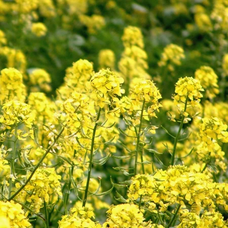 Kanola Tohumu Jelgava - 25 Kg