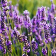 Karabaş Otu Fidesi - 384 Adet