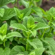 Limon Otu Fidesi - 384 Adet