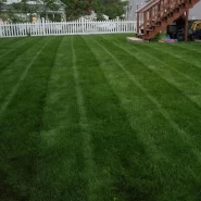 Lolium Multiflorum Çim Tohumu - 1 Kg