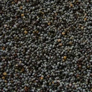 Mavi Haşhaş Fidesi - 384 Adet