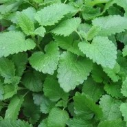 Melisa Oğul Otu Fidesi - 384 Adet