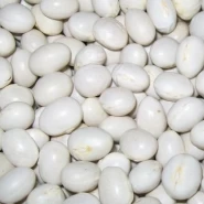 Oturak Şeker Kuru Fasulye Tohumu - 100 Kg