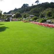 Solar Mix Grass Çim Tohumu - 50 Kg