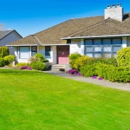 Uganda Çim Tohumu - 50 Kg