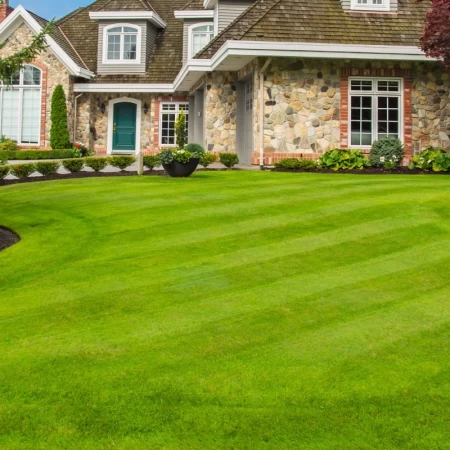 Village Mix Grass Çim Tohumu - 1 Kg