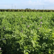 Alfa Ogre İthal Yonca Tohumu - 10 Kg