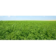 Costar Yonca Tohumu - 1 Kg 