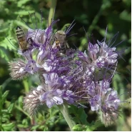 Faselya Otu Tohumu - 50 kg